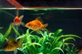 Gold fish or goldfish floating swimming underwater in fresh aquarium tank with green plant Royalty Free Stock Photo