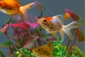 Gold fish or goldfish floating swimming underwater in fresh aquarium tank with green plant Royalty Free Stock Photo