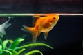 Gold fish or goldfish floating swimming underwater in fresh aquarium tank with green plant Royalty Free Stock Photo