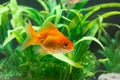 Gold fish or goldfish floating swimming underwater in fresh aquarium tank with green plant Royalty Free Stock Photo