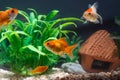 Gold fish or goldfish floating swimming underwater in fresh aquarium tank with green plant Royalty Free Stock Photo