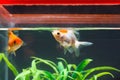 Gold fish or goldfish floating swimming underwater in fresh aquarium tank with green plant Royalty Free Stock Photo