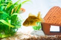 Gold fish or goldfish floating swimming underwater in fresh aquarium tank with green plant Royalty Free Stock Photo