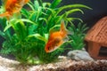 Gold fish or goldfish floating swimming underwater in fresh aquarium tank with green plant Royalty Free Stock Photo