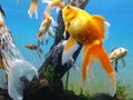 Gold fish Royalty Free Stock Photo