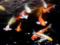 Gold fish Royalty Free Stock Photo