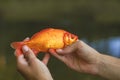 Gold fish Royalty Free Stock Photo