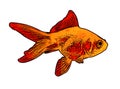 Gold fish illustration Royalty Free Stock Photo