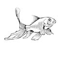 Gold Fish Illustration Royalty Free Stock Photo