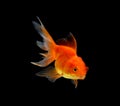 Gold fish isolated on black background Royalty Free Stock Photo