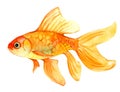 Gold fish isolated on white, watercolor illustration