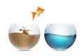 Gold fish jumping out of the aquarium. Aquariums with sand and w Royalty Free Stock Photo