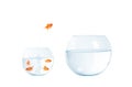 Gold fish jumping out of the aquarium. Royalty Free Stock Photo