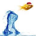 Gold fish jumps over water Royalty Free Stock Photo