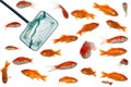 gold fish and net Royalty Free Stock Photo