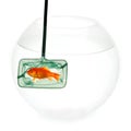 Gold fish and net Royalty Free Stock Photo