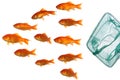 Gold fish and net Royalty Free Stock Photo