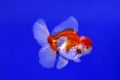 Gold fish Oranda