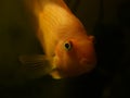 Gold fish parrot on a dark background