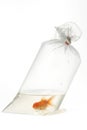 Gold fish in plastic package