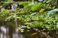 Gold Fish Pond at the Hawaii Tropical Botanical Garden Royalty Free Stock Photo