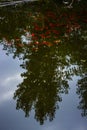 Gold fish pond with the reflection on the sky Royalty Free Stock Photo