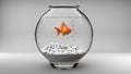 Gold fish in a small fish bowl Royalty Free Stock Photo