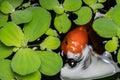 gold fish on small pond on beautiful small garden Royalty Free Stock Photo