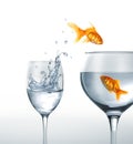 Gold fish smiling jumping from a glass of water to a larger one.