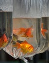 Gold Fish Royalty Free Stock Photo