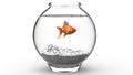 Gold fish swimming in a fishbowl