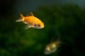 Closeup of young gold fish swimming in a tank Royalty Free Stock Photo