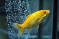 Gold fish swimming up Royalty Free Stock Photo