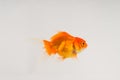 gold fish swimming white background orange silver