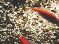 This is gold fish in the tank, Top view Royalty Free Stock Photo