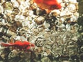 This is gold fish in the tank, Top view Royalty Free Stock Photo