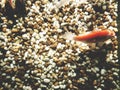 This is gold fish in the tank, Top view Royalty Free Stock Photo