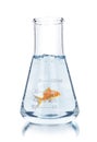 Gold fish in test tube Royalty Free Stock Photo