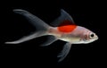 Gold fish on theblack background Royalty Free Stock Photo