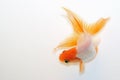 Gold Fish Top View Royalty Free Stock Photo