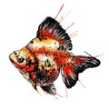 Gold fish vector watercolor illustration. Royalty Free Stock Photo