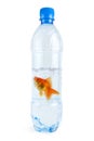 Gold fish at water bottle