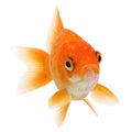 Gold Fish on White Background