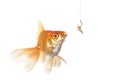 Gold fish and worm Royalty Free Stock Photo