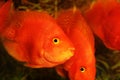 Gold Fishes aquarium Royalty Free Stock Photo