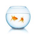 Gold fishes in a fishbowl