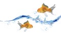 Gold fishes jumping over slash blue water. Royalty Free Stock Photo