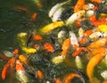 Gold fishes over water Royalty Free Stock Photo