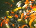 Gold fishes over water