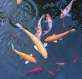 Gold fishes over water